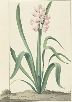 Hyacinthus Prints: The pink hyacinth Rex Rubrorum, 1762. Creator: Jan Augustini