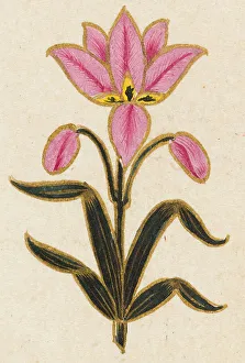 Pink lily motif, Folio from the Small Clive Album, Dated 1674-1675. Creator: Unknown