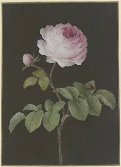 1760s Prints: Pink rose (Rosa) with a brown beetle, c1730-1783. Creator: Barbara Regina Dietzsch