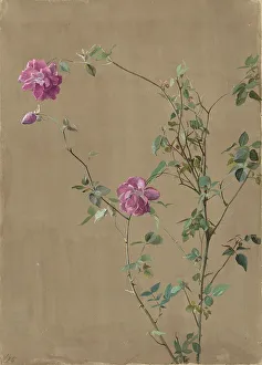 Pink Roses, 1875. Creator: Fidelia Bridges