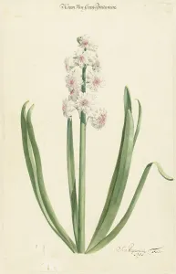 Hyacinthus Prints: The pinkish white hyacinth Crown of Great Britain, 1751. Creator: Jan Augustini