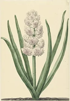 Hyacinthus Prints: The pinkish white hyacinth State General, 1734. Creator: Abraham Hendrik Van Beesten