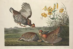 Grouse Prints: Pinnated Grous, 1834. Creator: Robert Havell