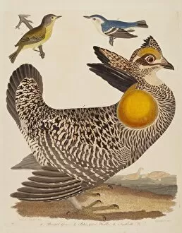 Alexander Wilson Collection: Pinnated Grous, Blue-green Warbler, and Nashville Warbler, published 1808-1814