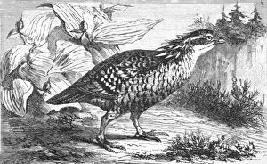 Plumage Gallery: The Pinnated Grouse (Tetrao cupido); A Flying Visit to Florida, 1875. Creator: Thomas Mayne Reid