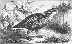 The Pinnated Grouse (Tetrao cupido); A Flying Visit to Florida, 1875. Creator: Thomas Mayne Reid