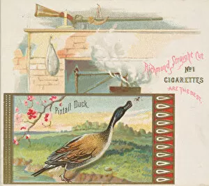 Images Dated 8th December 2020: Pintail Duck, from the Game Birds series (N40) for Allen & Ginter Cigarettes, 1888-90