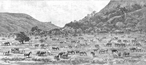 Zimbabwe Prints: The Pioneer Corps of the British South Africa Co's Forces on their way to Mashonaland; The Camp on Creator: Unknown