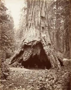 Carleton Emmons Prints: Pioneers Cabin, 1865-66, printed ca. 1876. Creator: Carleton Emmons Watkins