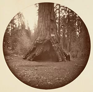 Big Tree Collection: Pioneers Cabin - Calaveras Grove, ca. 1878. Creator: Carleton Emmons Watkins