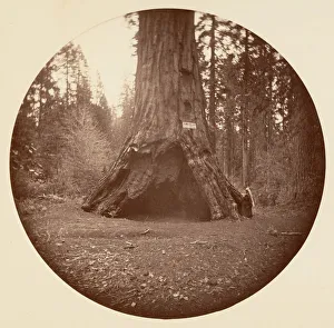 Sequoiadendron Giganteum Prints: Pioneers Cabin - Calaveras Grove, ca. 1878. Creator: Carleton Emmons Watkins