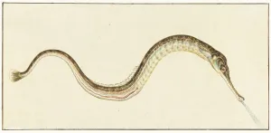 Salt Water Prints: Pipefish (Syngnatus Acus), 1664-1693. Creator: Pieter Withoos