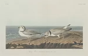 Wading Bird Gallery: Piping Plover, 1834. Creator: Robert Havell