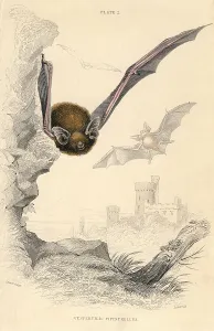 Pipistrelle bat (Pipistrellus pipistrellus), 1828