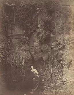Ardeidae Gallery: Piscator, No. 2, 1856. Creator: John Dillwyn Llewelyn