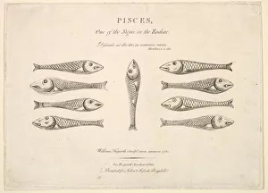 Pisces Prints: Pisces: Hogarths Quadrille Fish, ca. 1730. Creator: Unknown