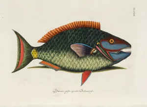 From Piscium, Serpentum, Insectorum, aliorumque nonnullorum animalium, nec non... 1740s. Creator: Catesby, Mark (1683-1749)