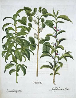 Almond Tree Gallery: Pistachio Nut, Bay Tree (Laurus Nobilis) and Almond, 1613