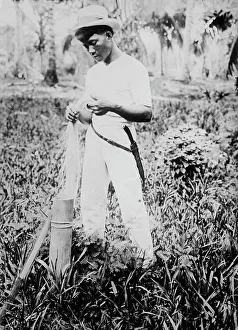 Placing buntal straw in vinegar, between c1915 and c1920. Creator: Bain News Service