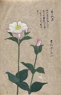 Flowering Prints: A plant in the Caryophyllaceae family: two flowering stems. Creator: Unknown