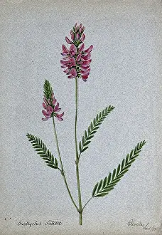 1902 Prints: A plant (Onobrychis sativa) related to holy clover): flowering stem
