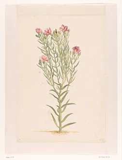 Plant with pink flowers, 1668-1729. Creator: Vincent Laurentz van der Vinne I