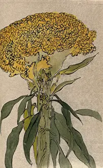 Stem Prints: A plant of the Polygonaceae family: flowering stem. Creator: Unknown