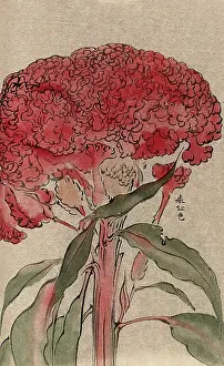 Flowering Prints: A plant of the Polygonaceae family, possibly a Rumex: flowering stem. Creator: Unknown