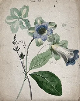 Flowering Prints: A plant, possibly Cobaea scandens: flowering stems with labels describing colour of various parts