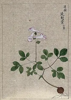 Flowering Prints: A plant, possibly a Corydalis species: entire flowering plant. Creator: Unknown