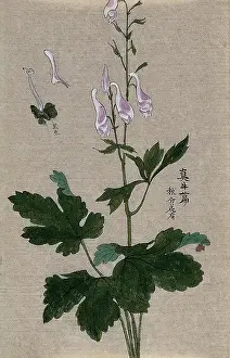 A plant, possibly a Corydalis species: flowering and fruiting stem with floral segments. Creator: Unknown