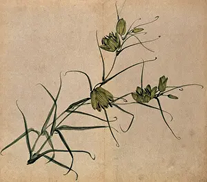Flowering Prints: A plant, possibly a fritillary (Fritillaria species): flowering stem. Creator: Unknown