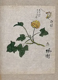 Flowering Prints: A plant, possibly a knotweed (Polygonum species): flowering stem and leaves