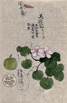 Cross Section Prints: A plant, possibly a melon (Cucumis melo): flowering and fruiting stem with segments of the fruit