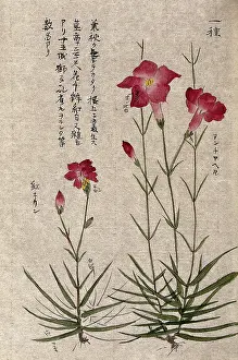 Pregnancy Prints: A plant, possibly a pink (Dianthus species): two flowering stems. Creator: Unknown