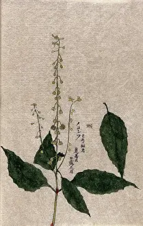 Fruiting Prints: A plant, possibly of the Rubiaceae family: flowering and fruiting stem with separate leaf