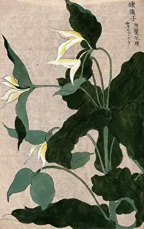A plant, possibly a Trillium species: flowering stem with large white flowers. Creator: Unknown