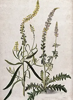 A plant (Reseda sp) related to Dyer's rocket: flowering plant with separate flowering stem, (17--). Creator: Unknown. A plant (Reseda sp) related to Dyer's rocket: flowering plant with separate flowering stem, (17--). Creator: Unknown