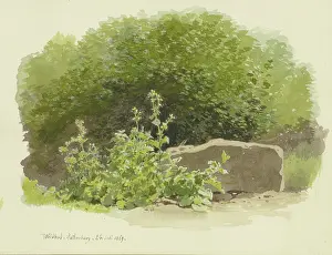 1869 Prints: A plant next to a stone block, with bushes behind it
