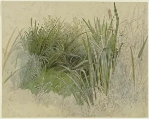 Becker Prints: Plant study with cattails, 19th century. Creator: Peter Becker