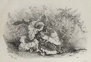 Lithograph On Chine Collé Gallery: Plant Study from Group of Various Plants Drawn and Lithographed after Nature... 1848