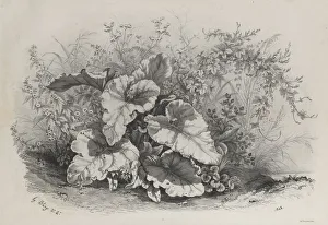 Plant Study from Group of Various Plants Drawn and Lithographed after Nature... 1848