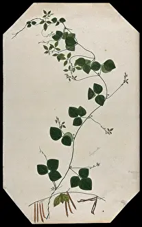 A plant (Trigonella species): flowering and fruiting stems with seed. Creator: Unknown