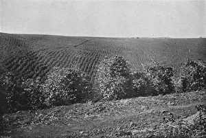 Coffee Plantation Collection: Plantacao de Cafe formado, (Coffee Plantation), 1895. Artist: Axel Frick