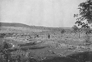Coffee Plantation Collection: Plantacao de Cafe novo, (New coffee plantation), 1895. Artist: Axel Frick