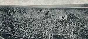 Panoramic Photography Collection: Plantacao de Mandioca, 1895. Artist: Axel Frick