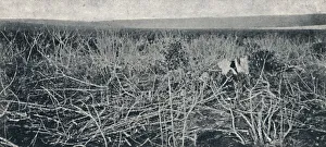Axel Gallery: Plantacao de Mandioca, 1895. Artist: Axel Frick