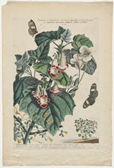 Plantae et Papiliones rariores: Martynia, 1748. Creator: Georg Dionysius Ehret (German, 1708-1770)