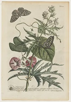 1708 1770 Prints: Plantae et papiliones rariores: No