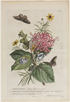 1708 1770 Prints: Plantae et papiliones rariores: No